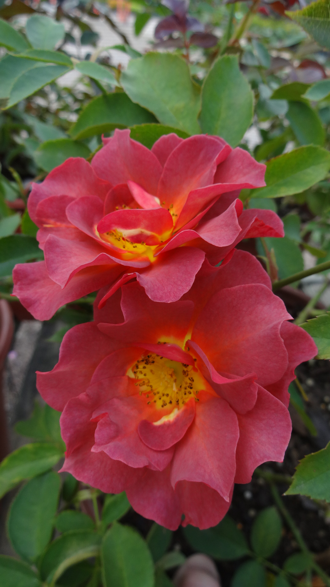 August care improves fall rose performance
